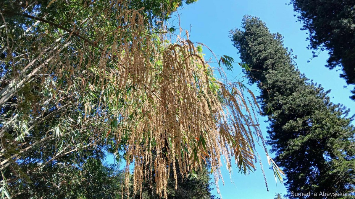 Dendrocalamus giganteus Munro